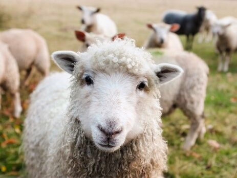 schapen houden