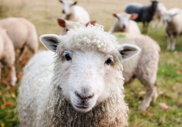 schapen houden